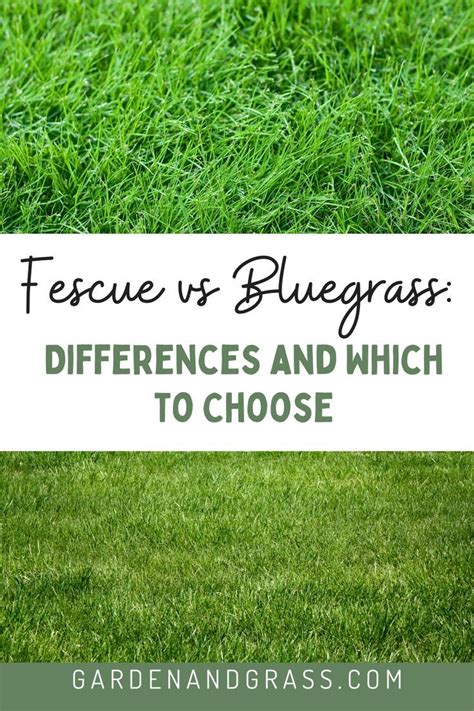 Fescue Vs Bluegrass Differences And Which To Choose Fescue Sod Tall