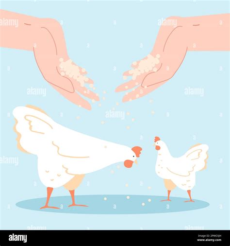 Feeding Chickens With Hand Feed Flat Vector Illustration Stock Vector Image And Art Alamy