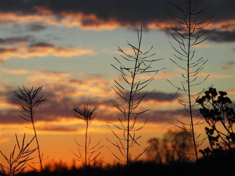 Free Images Tree Nature Horizon Branch Cloud Plant Sunrise