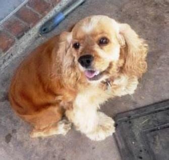 Search our extensive list of dogs, cats and other pets available near you. Adopt Sammie on Petfinder | American cocker spaniel ...