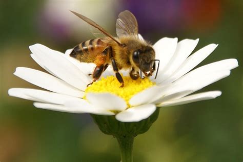 Biene ist nicht gleich biene. Weltbienentag 20 Mai | Europa Blog