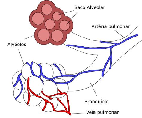 Alvéolos Pulmonares Anatomia Do Sistema Respiratório Infoescola