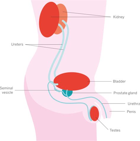 Prostate Cancer Facts Prostate Cancer Research