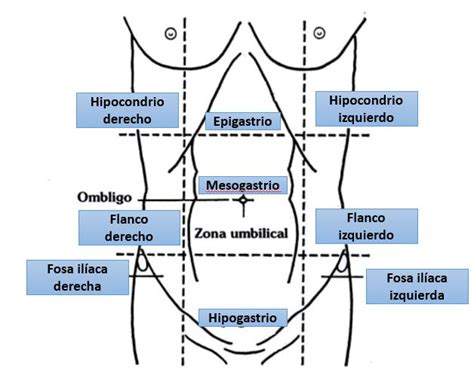 Anatom A De Superficie De La Pared Abdominal Dolopedia