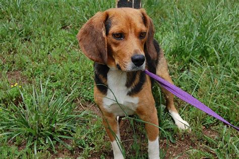 Bodies Beagles Blog Rescue Or Adopt Frankie Beautiful 3