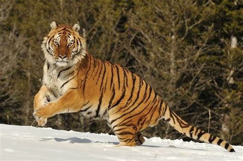 Les Tigre De Sibérie Tigre De Sibérie Dictionnaire Des Animaux