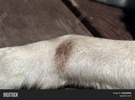 Fungal Disease Dogs On Image And Photo Free Trial Bigstock