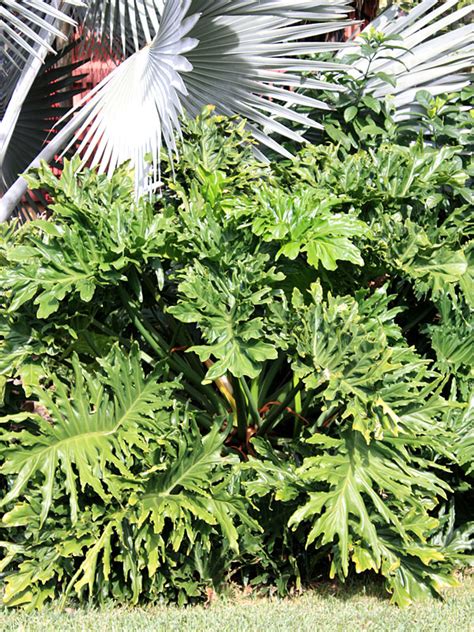 Other sources accept different numbers. Giant Split Leaf Phil Plant (philodendron selloum) - Urban ...