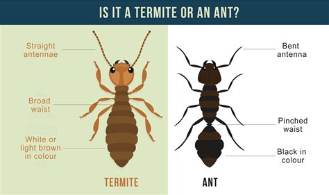 Termites What Do They Look Like