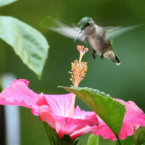8 Flowers That Attract Hummingbirds | How to attract hummingbirds, Flowers that attract ...