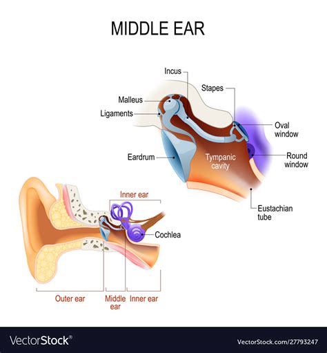 Middle Ear Three Ossicles Malleus Incus Royalty Free Vector
