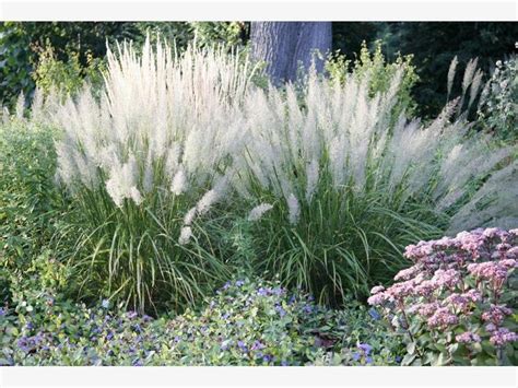 Auch dieses jahr habe ich mir etwas neues einfallen lassen für den garten. Auffällige Beetgestalten: Solitärgräser | Garten ...