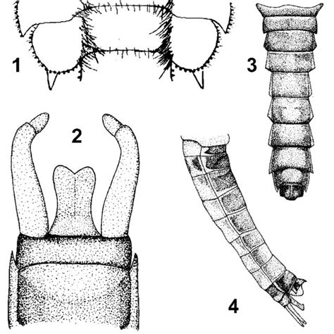 Crinitella Coheri 1 Larva Abdominal Tergum 8 Gill Cavity Dorsal