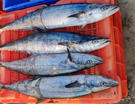 Freshly Caught King Fish On Sale In Fish Market Stock Photo Image Of