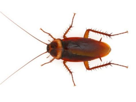 Cockroach Learn New Survival Tricks