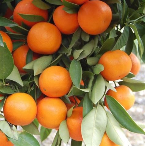 We did not find results for: Taking Care of Citrus Fruit Plants - Gardening Tips ...