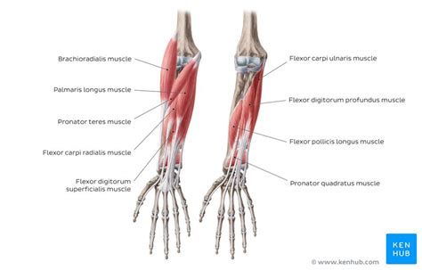Elbow And Forearm Forearm Muscles And Bones Anatomy Kenhub