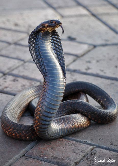 Snake Photos Pet Snake King Cobra Snake
