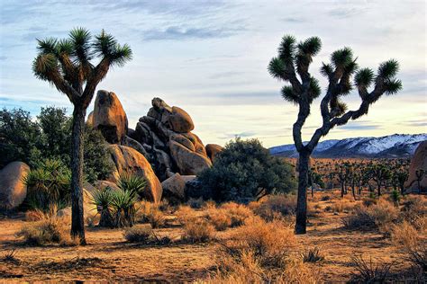 Joshua Tree In Winter Photograph By Sandra Selle Rodriguez