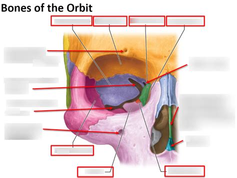 Bones Of The Orbit Diagram Quizlet