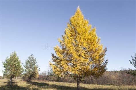 Larch In Autumn Stock Photo Image Of Sunny Strip Branches 77843020