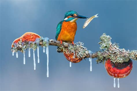 Wallpaper Nature Animals Birds Branch Icicle Winter Fish Ice
