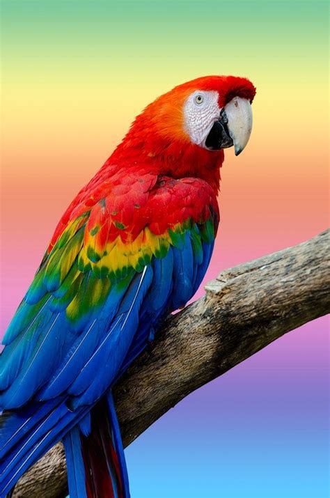 Arara Macaw Brazil Colorful Parrots Parrot Animals