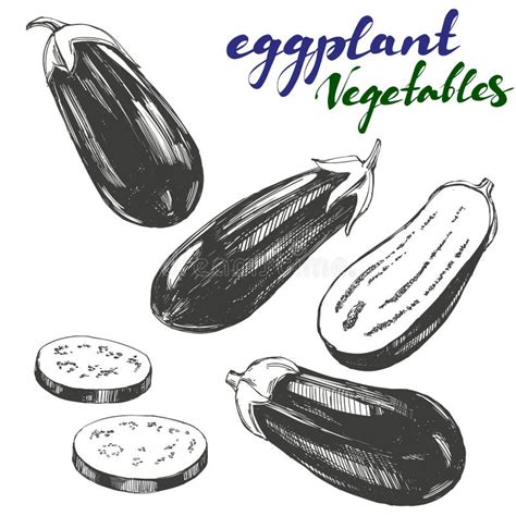 Eggplant Vegetable Set Hand Drawn Vector Illustration Realistic Sketch