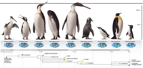 Evolution Of Penguins Evolutionary Biologists Have Long Wondered How