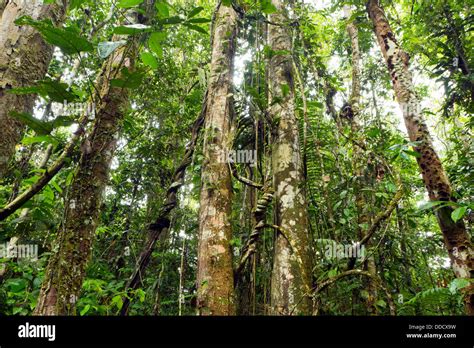 Tree Trunks In Tropical Rainforest Ecuador Hung With Lianas Stock