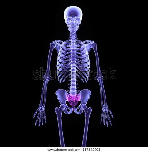 Human Body Skeleton Hip Stock Illustration 387842908
