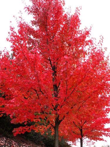 Autumn Blaze Maple Brightest Red Of Any Tree In The Fall 2 Years O