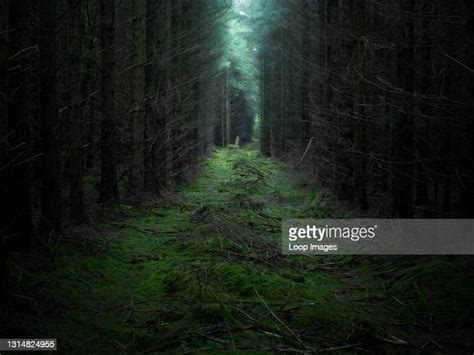 Mysterious Dark Forest Photos And Premium High Res Pictures Getty Images