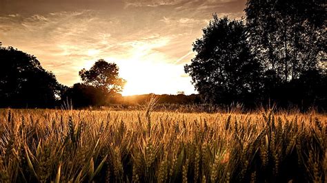 Hd Wallpaper Sunsets Landscapes Nature Wheat Airena Pack 1920x1080