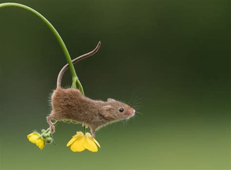 Adorable Photos Of Tiny Harvest Mice Joyfully Playing In Nature Ev36