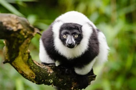 Top 10 Most Beautiful Endangered Animals The Mysterious