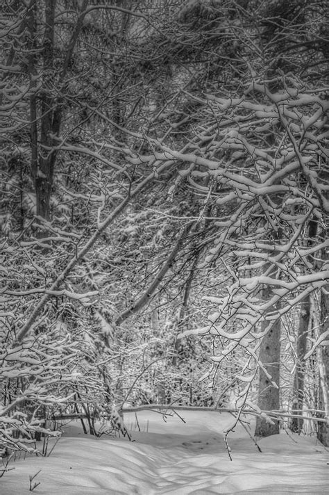 Snow Covered Path Through Forest Photograph By Lliem Seven Fine Art