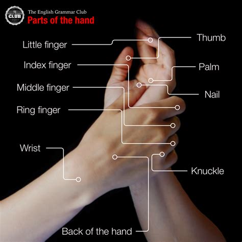 Parts Of The Hand Grammar Tips