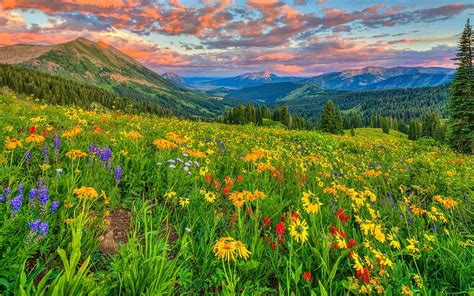 Alpine Flowers Mountains Bonito Mountains Flowers Sunset Hd