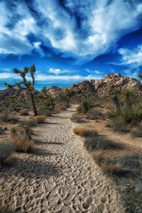 11 Awesome Images To Describe Joshua Tree National Park In California