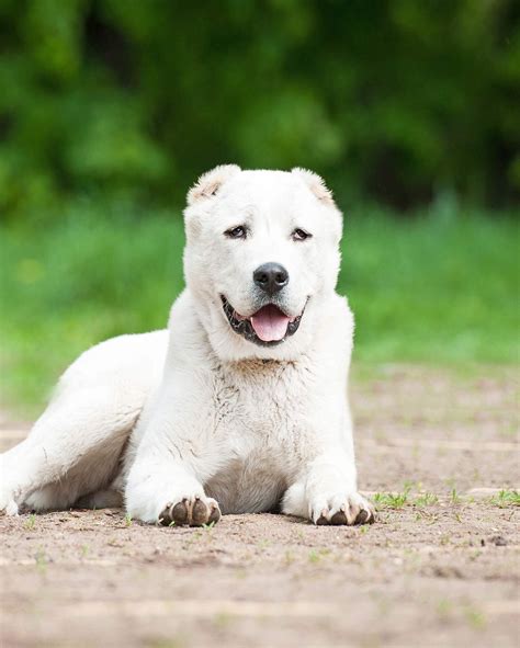 Mix Breed Dogs Archives The Happy Puppy Site Russian Dog Breeds