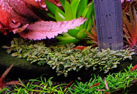 How To Grow Bucephalandra The 2hr Aquarist