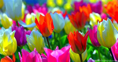 Colorful Spring Flowers Colors Tulips Nature Desktop Backgrounds