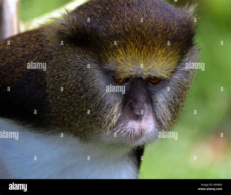 Guenon Hi Res Stock Photography And Images Alamy