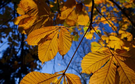 Download Wallpaper 3840x2400 Leaves Autumn Branches Yellow Macro 4k