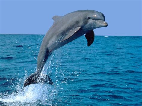 Características Del Delfín Fotod Inteligencia Hábitat Y Alimentación
