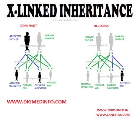 X Linked Inheritance Sex Chromosome Related Disorders X Linked