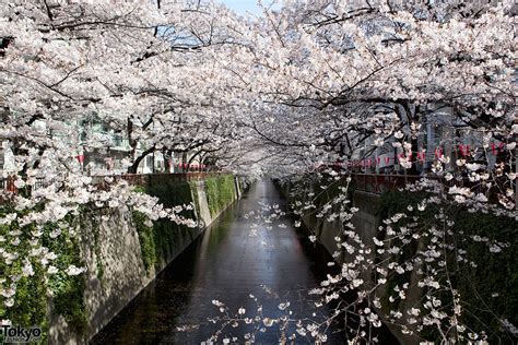 Cherry Blossom Tokyo Japan Beautiful Places Cherry Blossoms On The