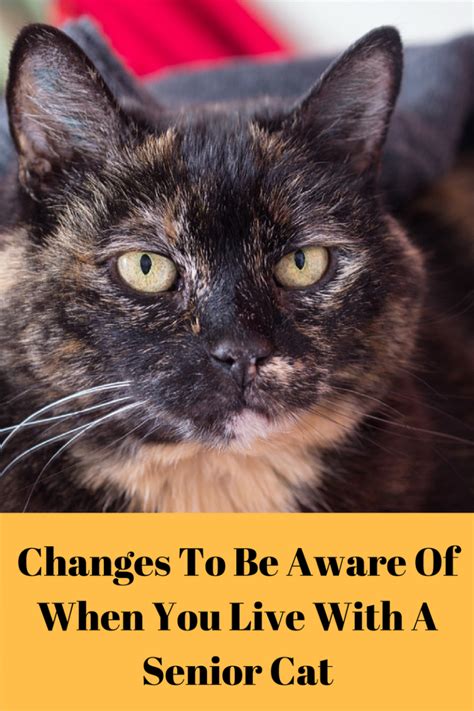 Senior Cat Changes To Be Aware Of Fully Feline