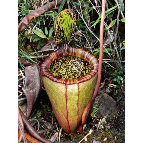 The highland and the lowland species. Field Guide to the Pitcher Plants of the Philippines